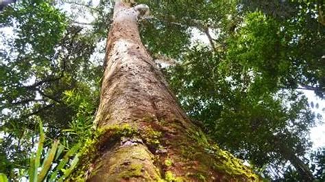 Almaciga Tree .